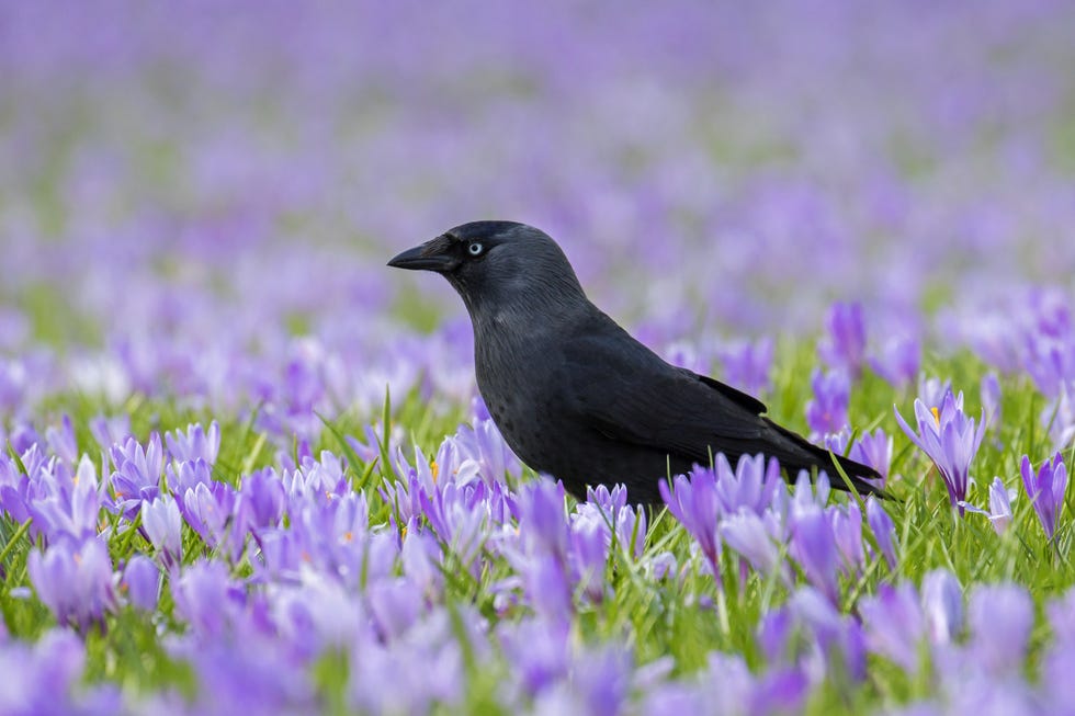 Crocuses western jackdaw. european jackdaw (corvus monedula. coloeus monedula) foraging in grassland with crocuses in flower in spring. (photo by: sven erik arndt/arterra/universal images group via getty images)