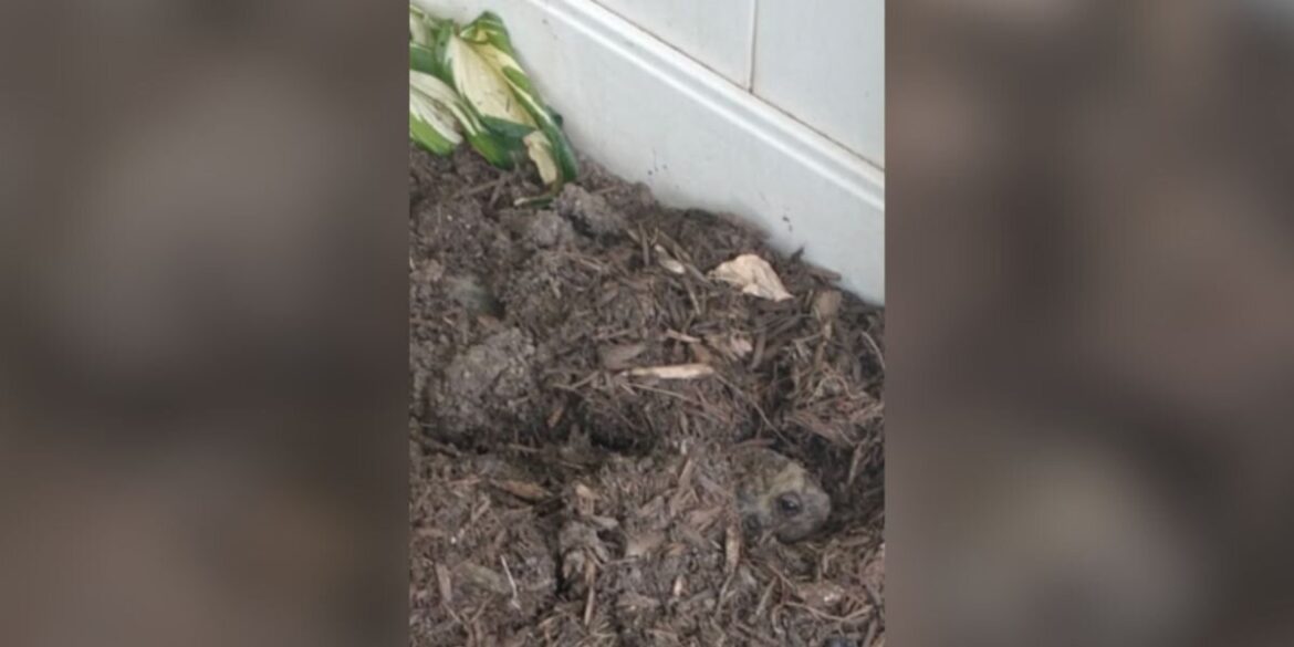 Woman Looks In Her Garden And Locks Eyes With Huge Animal Buried In Mulch
