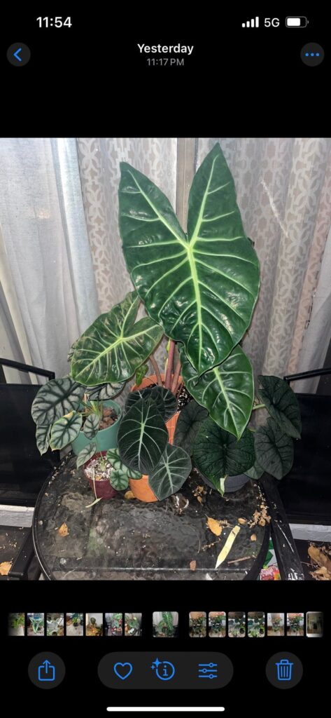 I understand the hype now I understand the hype now