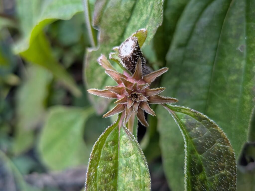 Coneflower bud drying up