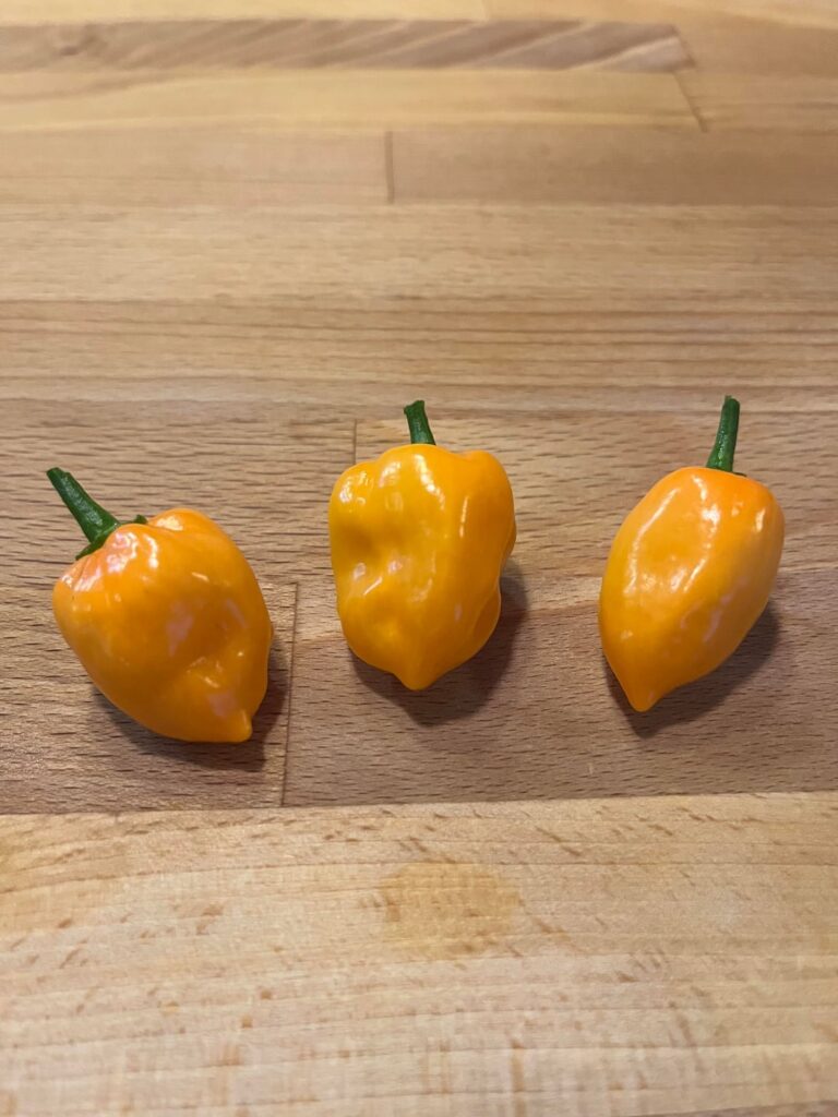 My first peppers, ever. What are they? My first peppers, ever. What are they?