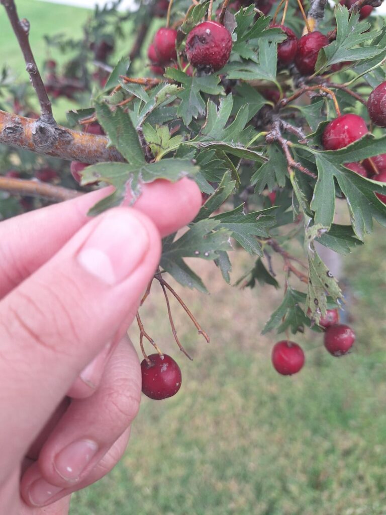 Can anyone tell me what these berries are? Or if they're poison or edible.