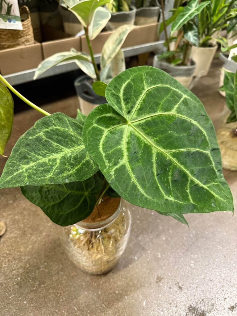 Variegated Anthurium at HD?