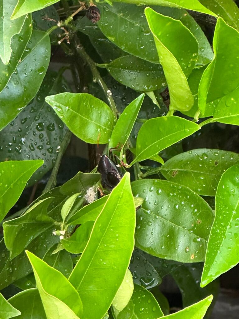 How can i get rid of these pests from my orange tree long term?