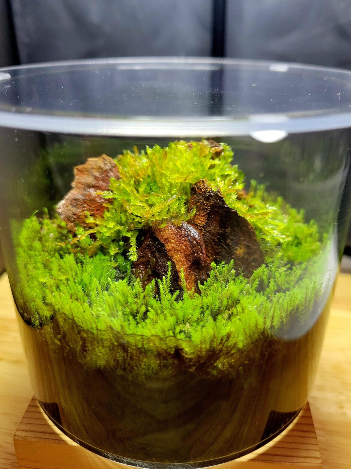 Christmas Moss turning red from high light