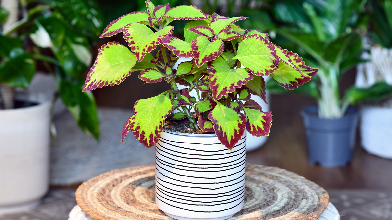 Coleus plant in a striped pot