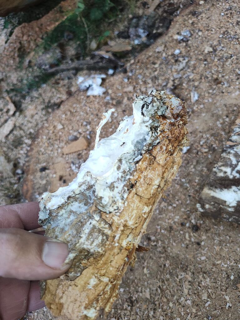 Cut down dying oak tree and it's filled with this dry white foam stuff