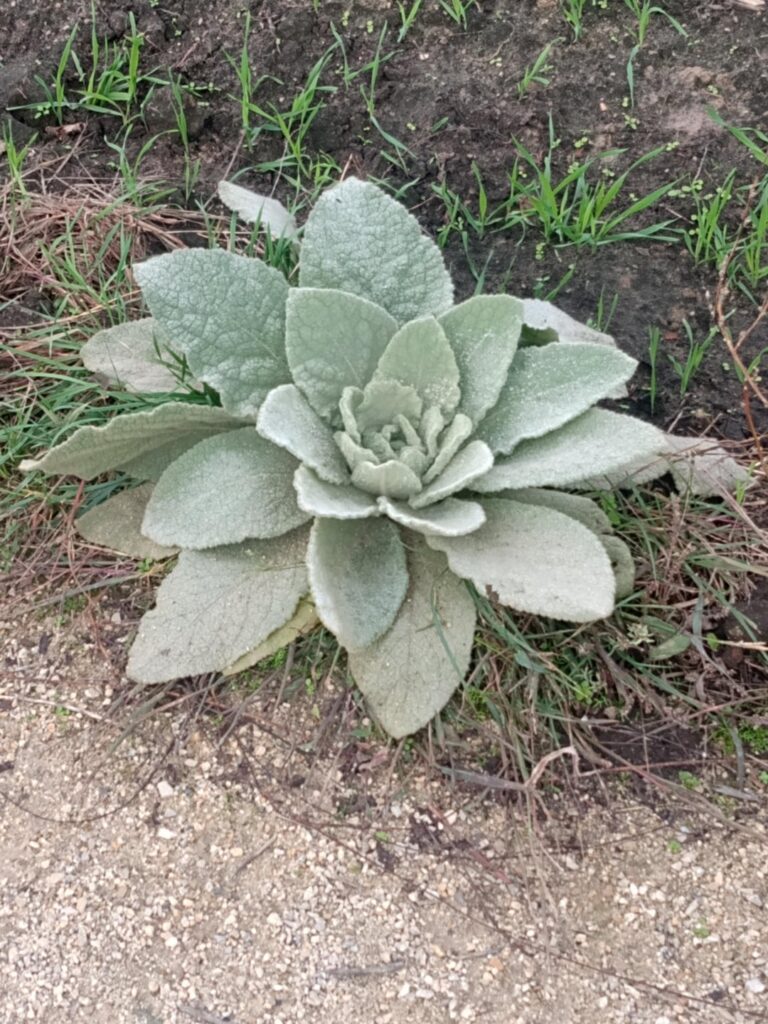 I found this plant growing next to a crop field.