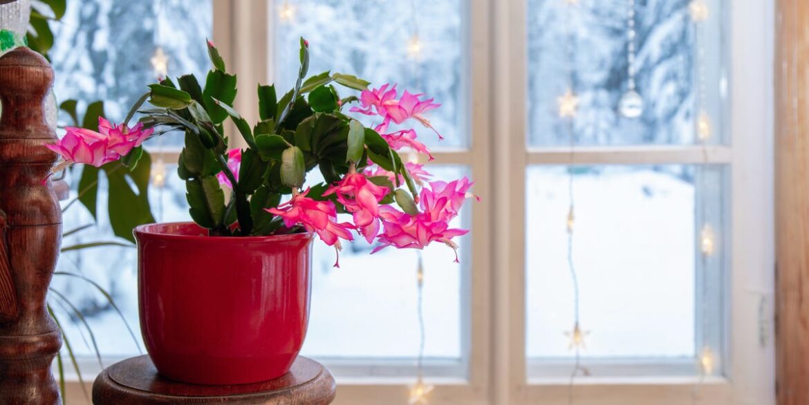 How to Grow and Care for Christmas Cactus How to Grow and Care for Christmas Cactus