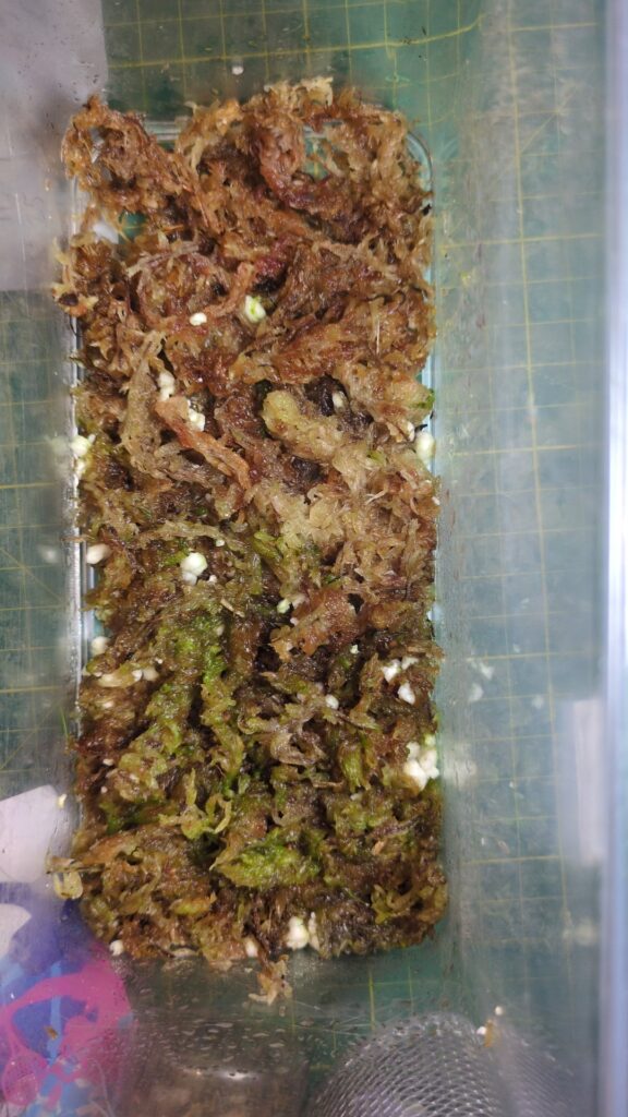 Sphagnum moss journey part 3