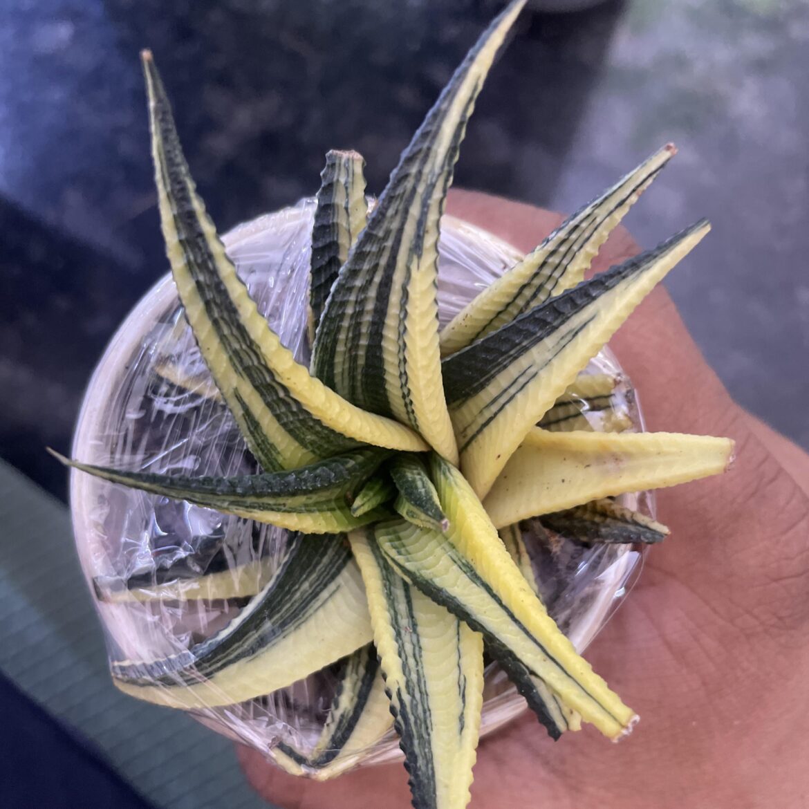 Rate my Haworthia