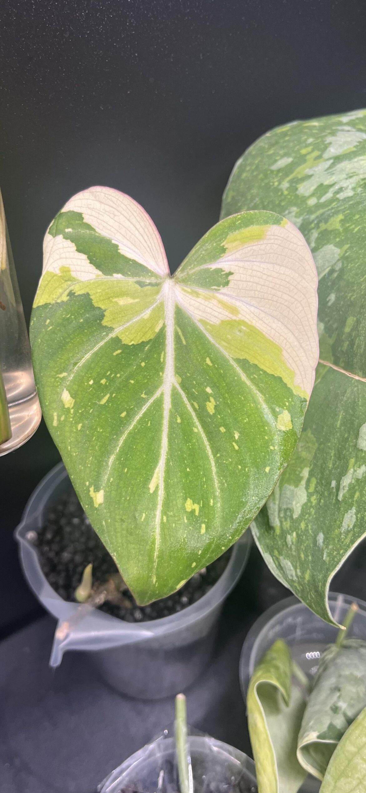 Gloriosum Tricolor 😍