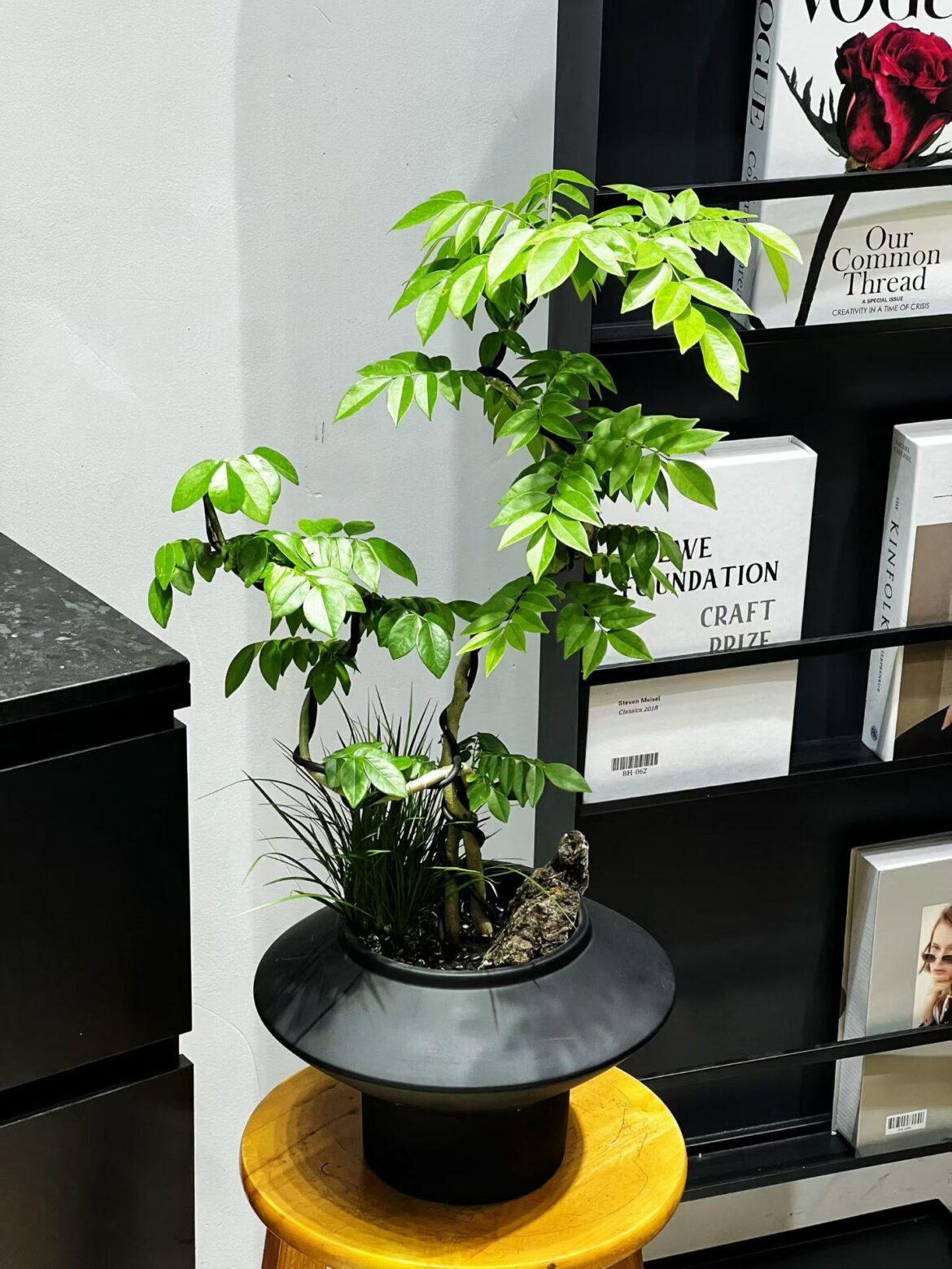 Can you help me name this small bonsai? Can you help me name this small bonsai?
