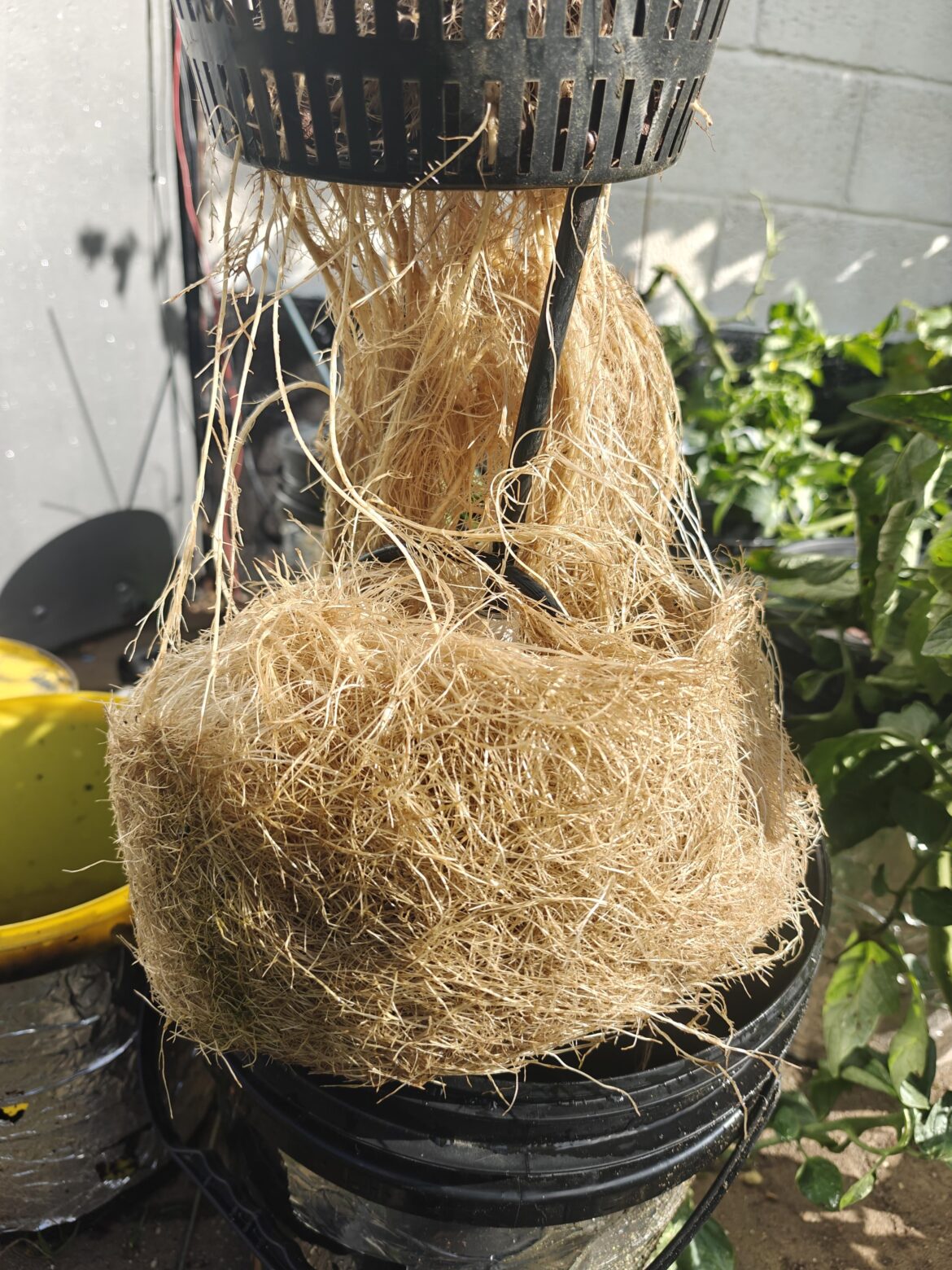 Tomato plant root system after 2 months end of season