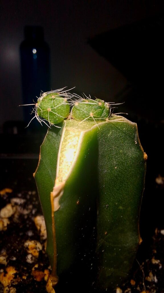 Updates on some of the micrografts Updates on some of the micrografts