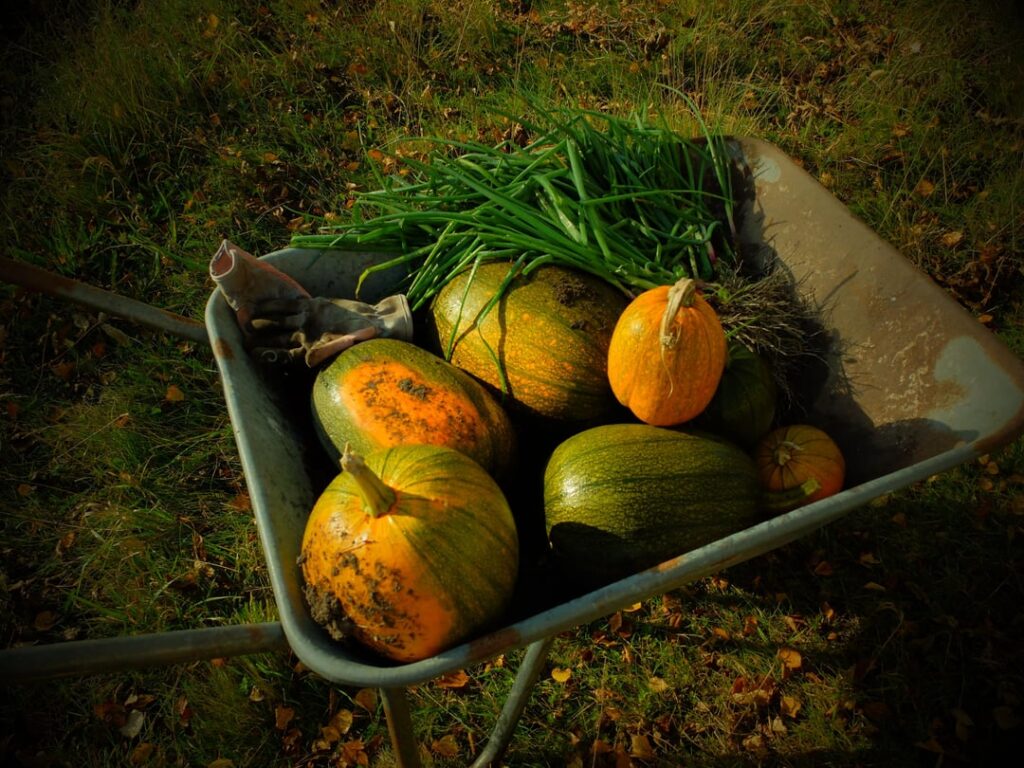 Frost has arrived, so this is my last harvest of the year Frost has arrived, so this is my last harvest of the year