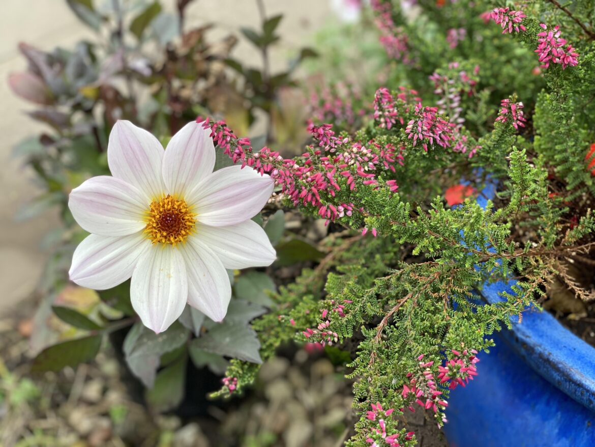 I love to photograph flowers and then paint from them