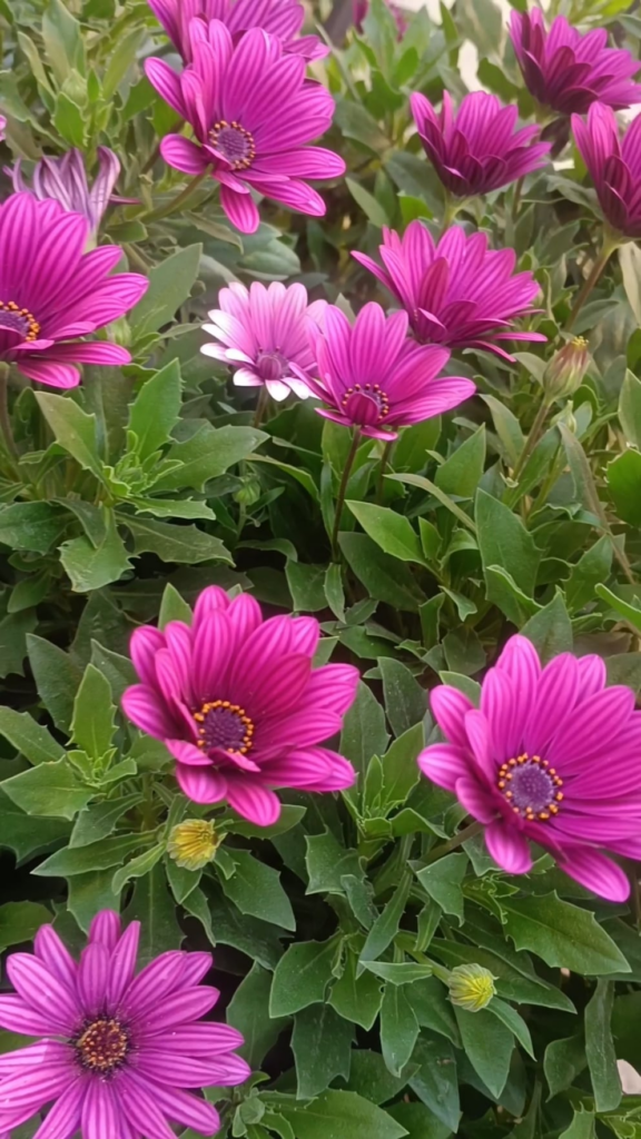 Can someone tell me the name? I fell in love with that color💜