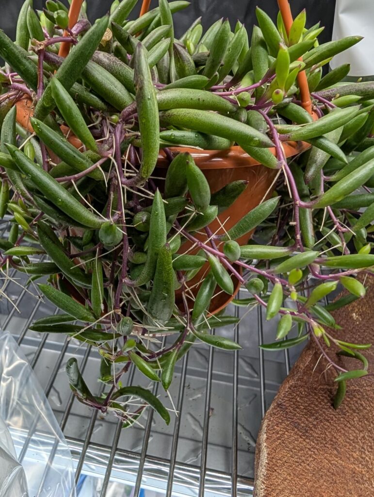 Isolated my plants in individual plastic bags after I found pests on one. But now this one has roots everywhere. Is it a problem ?