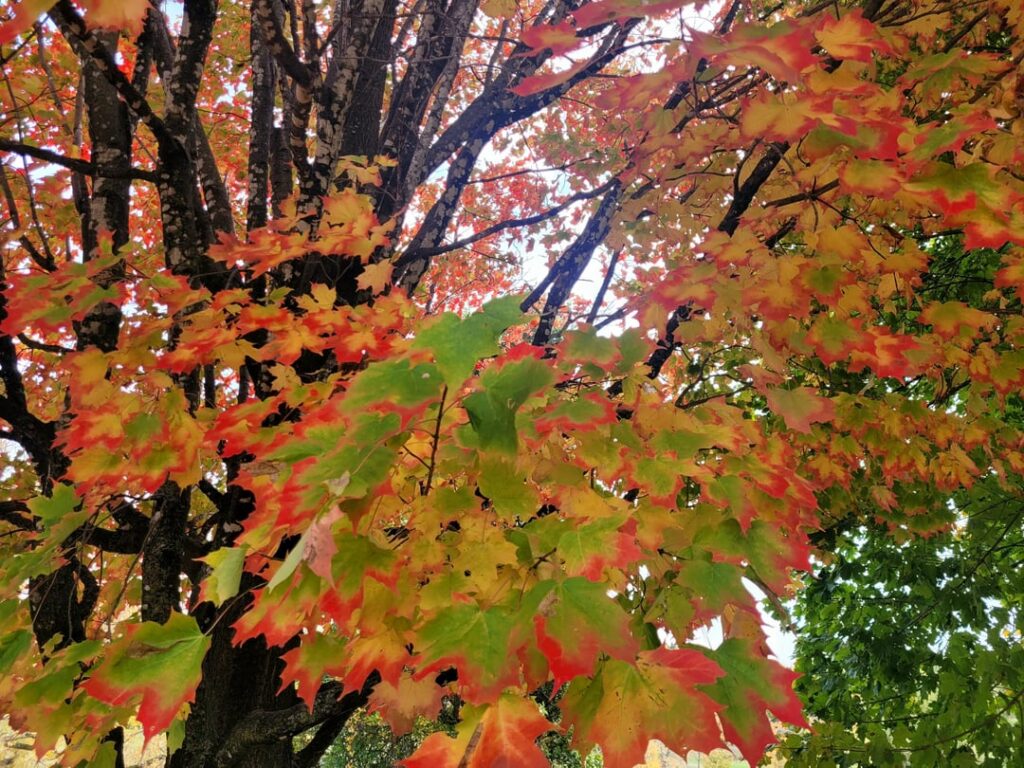 Why are the leaves changing colour on the edges?