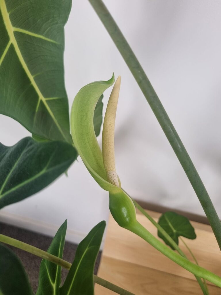 What is this my frydek is growing?!