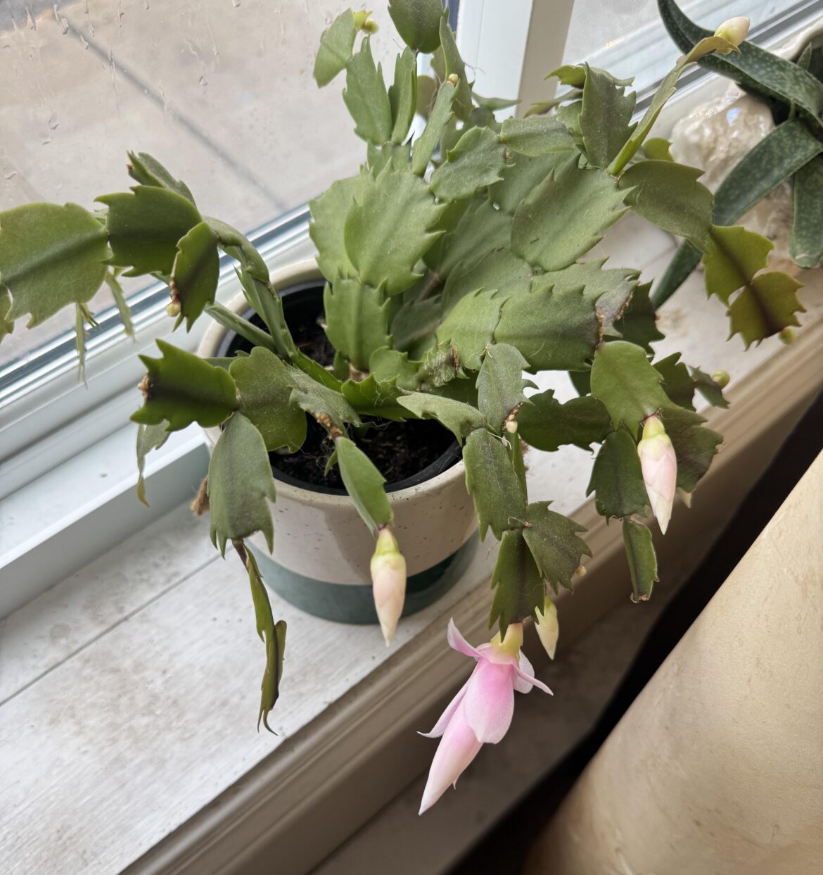 It’s flowering again!!!