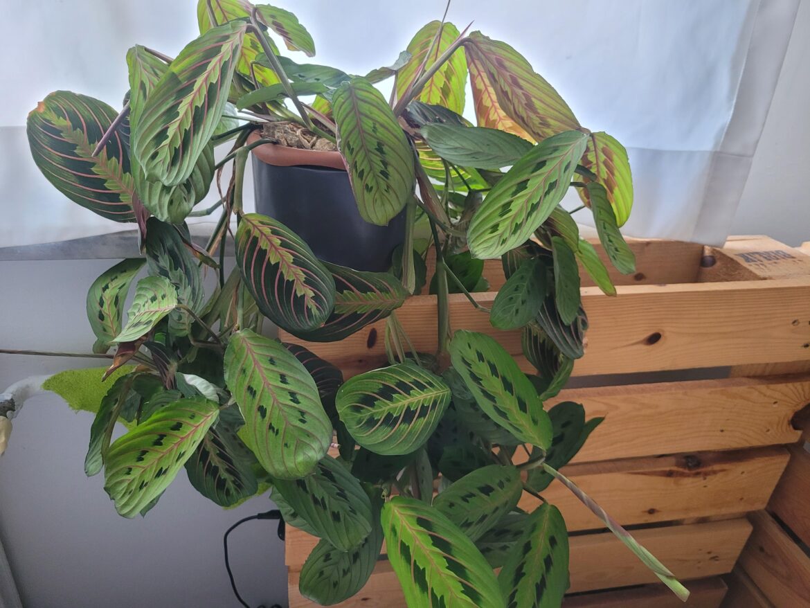 Now I got bigger leaves but the color still looks lighter