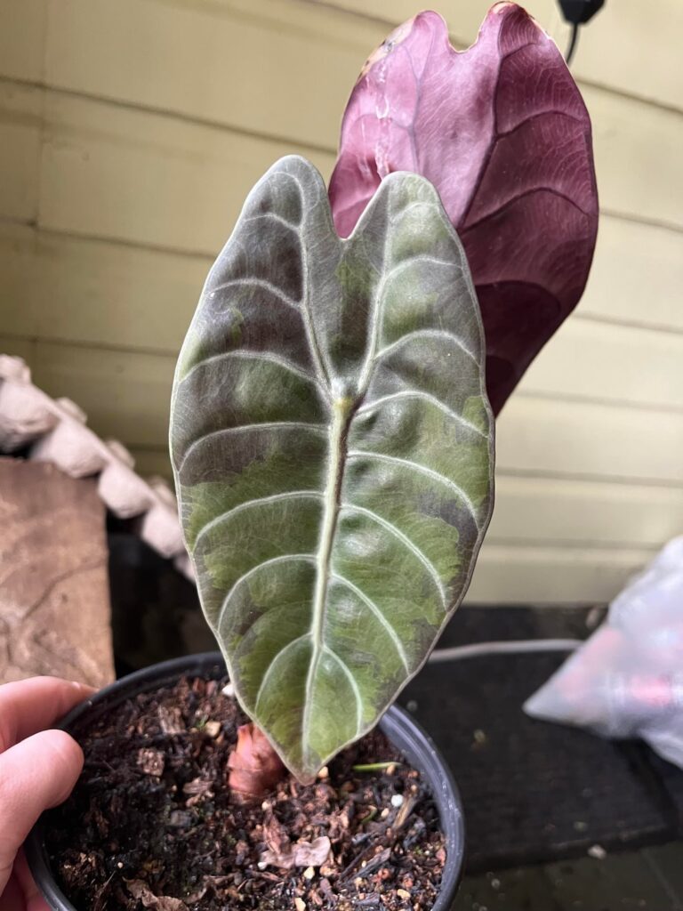 Worth the trouble or nah? Worth the trouble or nah?