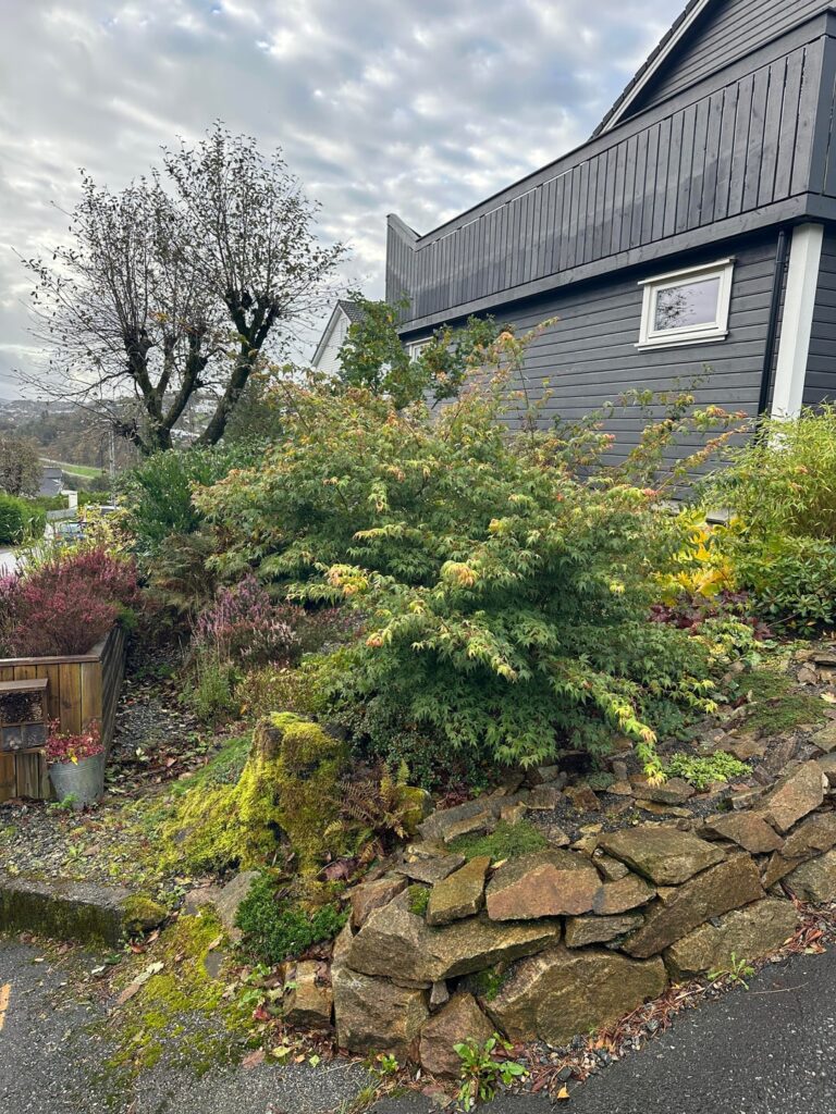 Need tips for trimming japanese maple Need tips for trimming japanese maple