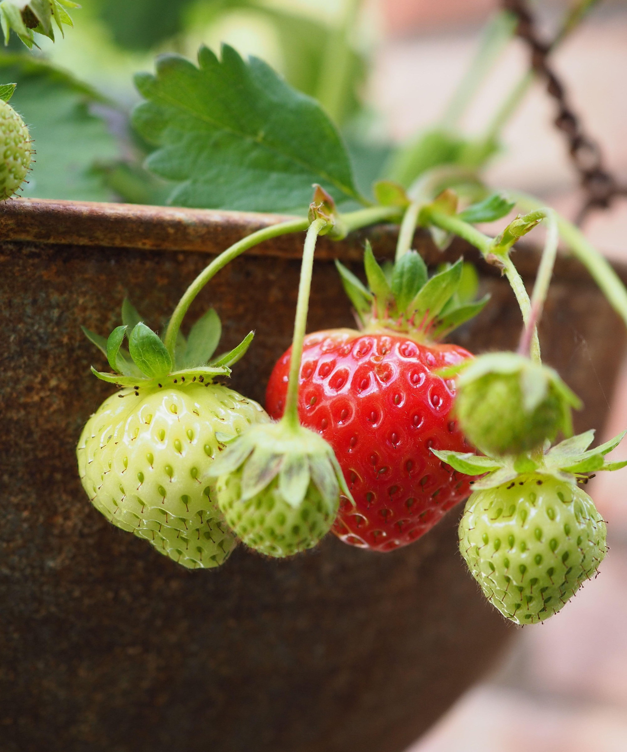 Strawberries ripening when growing in a hanging basket