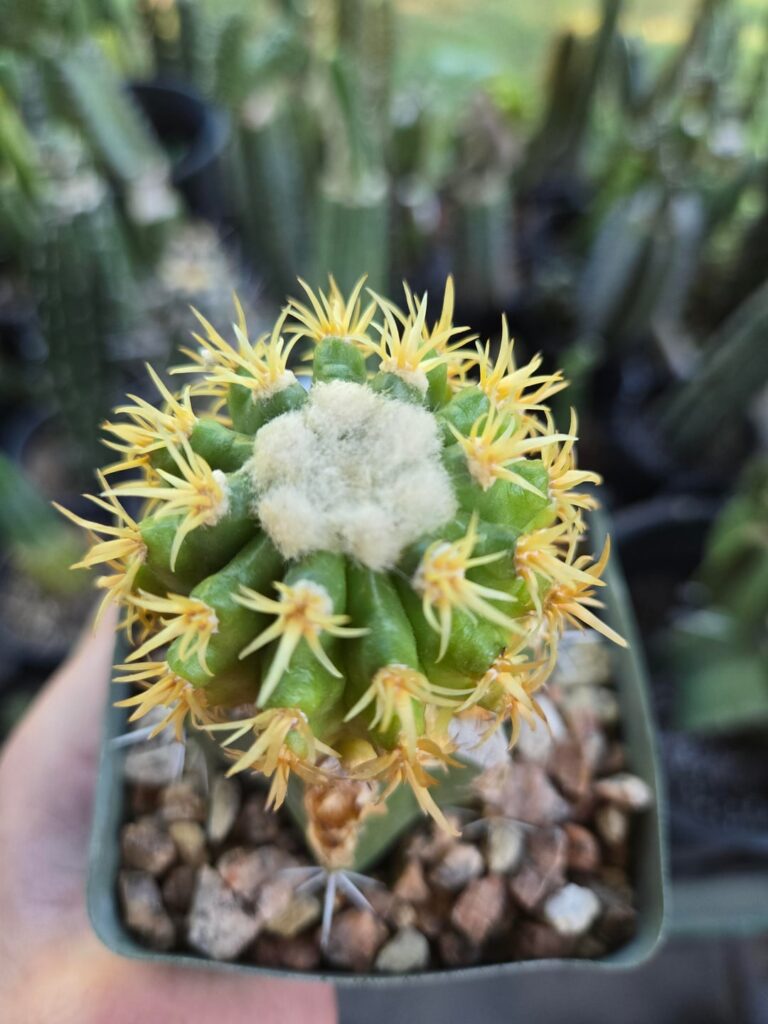 I just picked up this Echinocactus grusonii cv. 'Plasticus', anyone have one?
