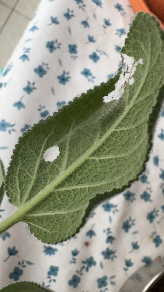 Can you identify this pest? Can you identify this pest?