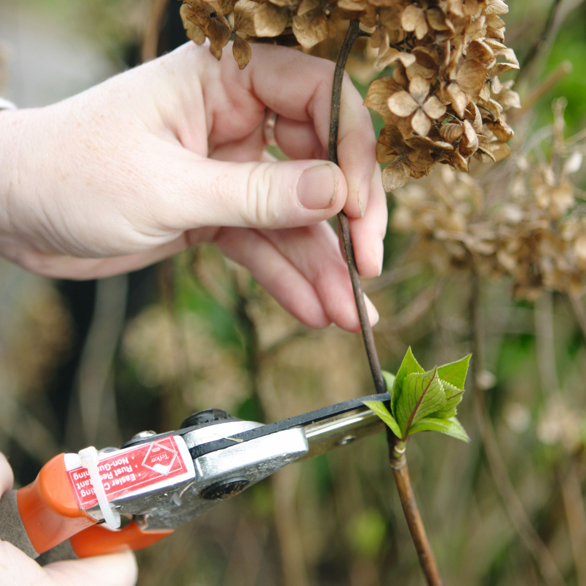 Deadheading hydrangea flower with shears