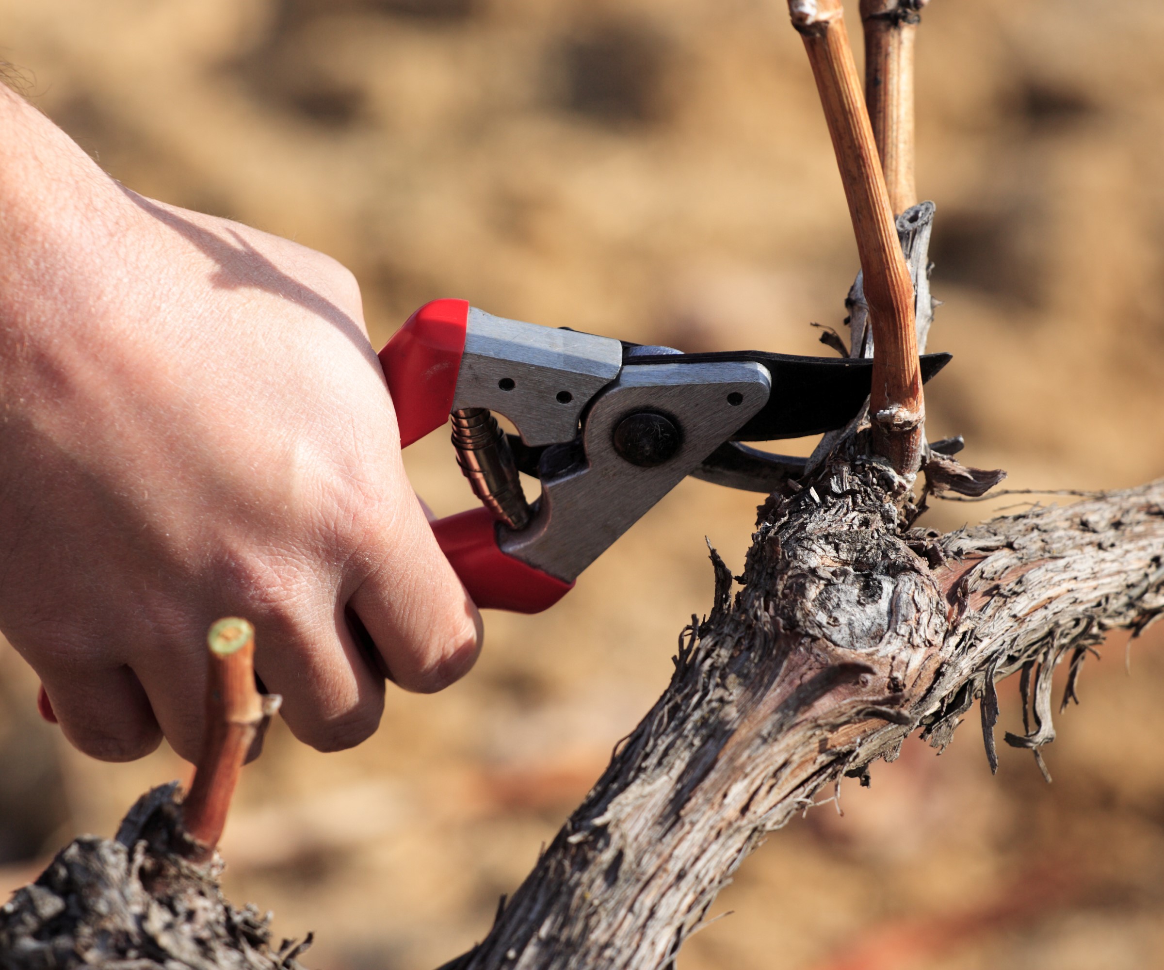 Pruning a grape vine