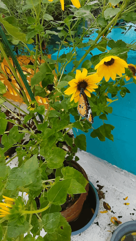 A Plain Tiger Butterfly (Danaus chrysippus) in my rooftop garden 🦋