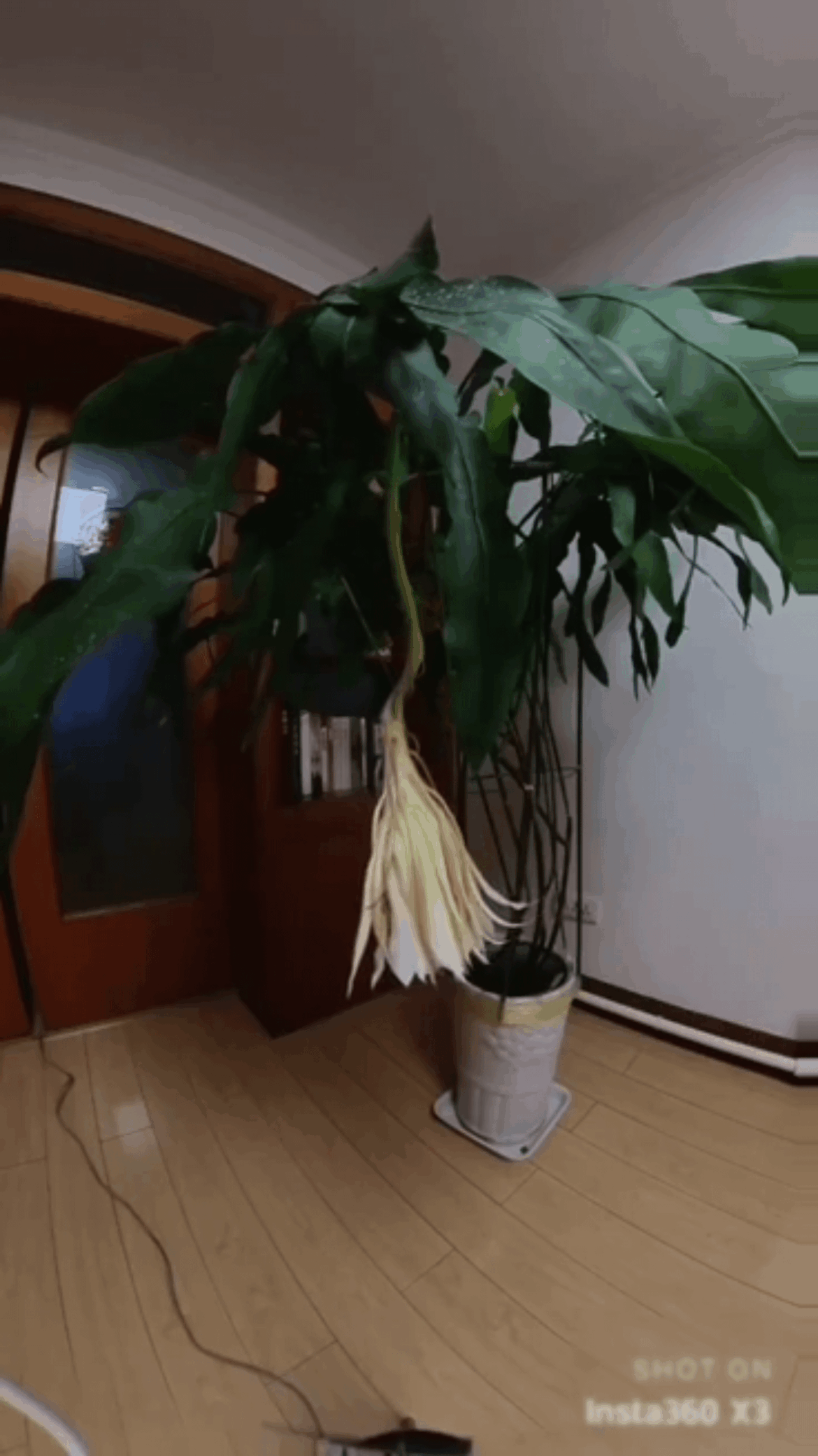 The Queen of the Night blooms once a year, at night.