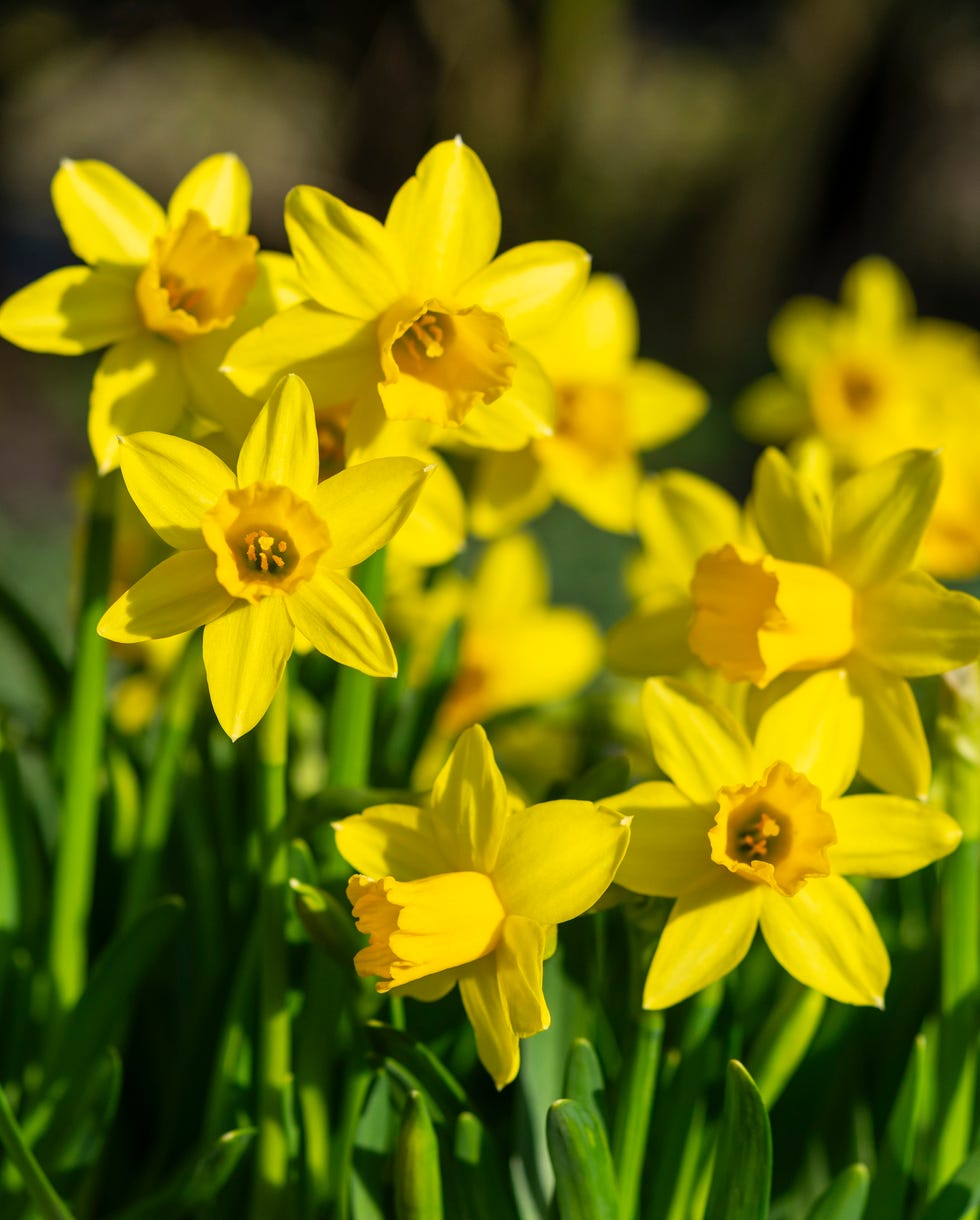 a very popular variety of dwarf daffodil with bright yellow flowers
