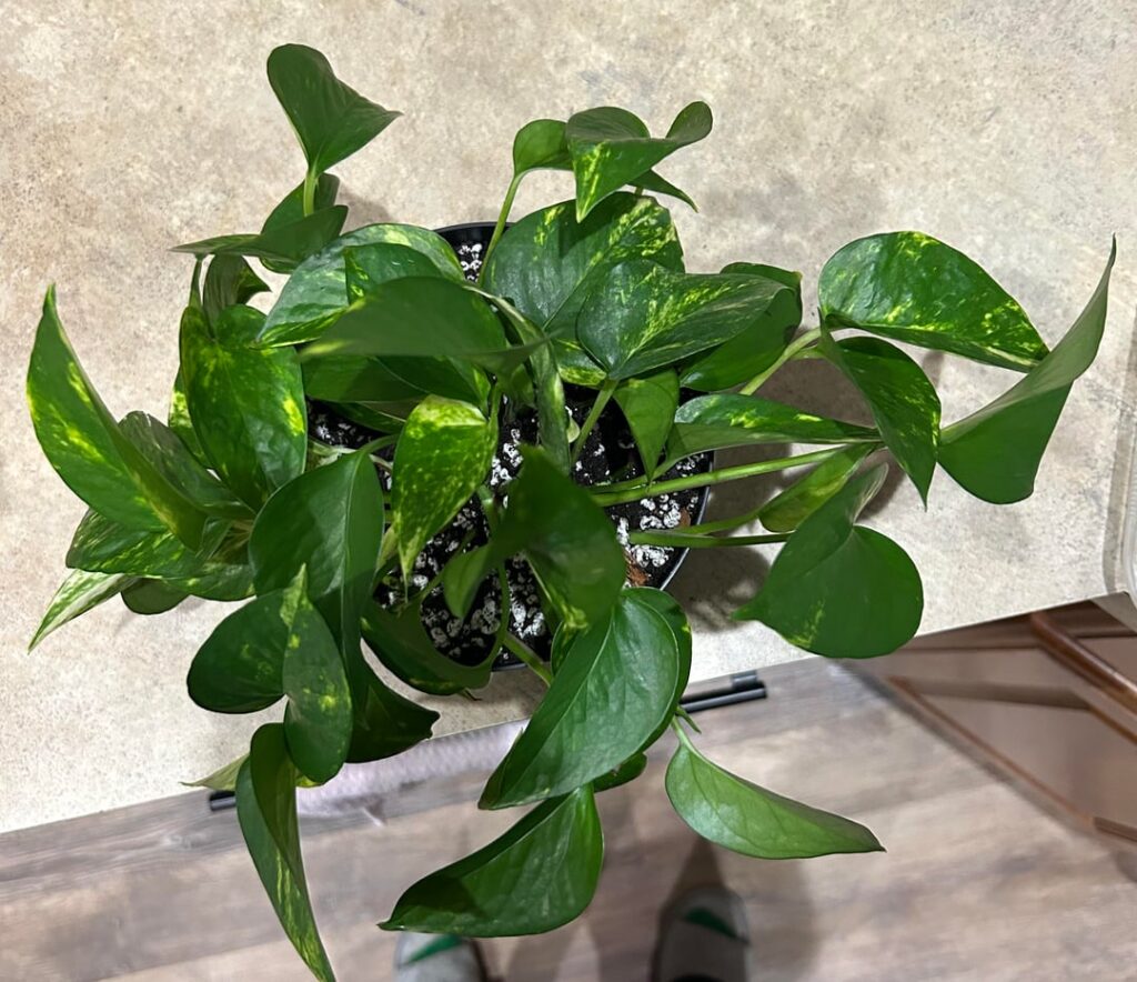 What kind? What kind?