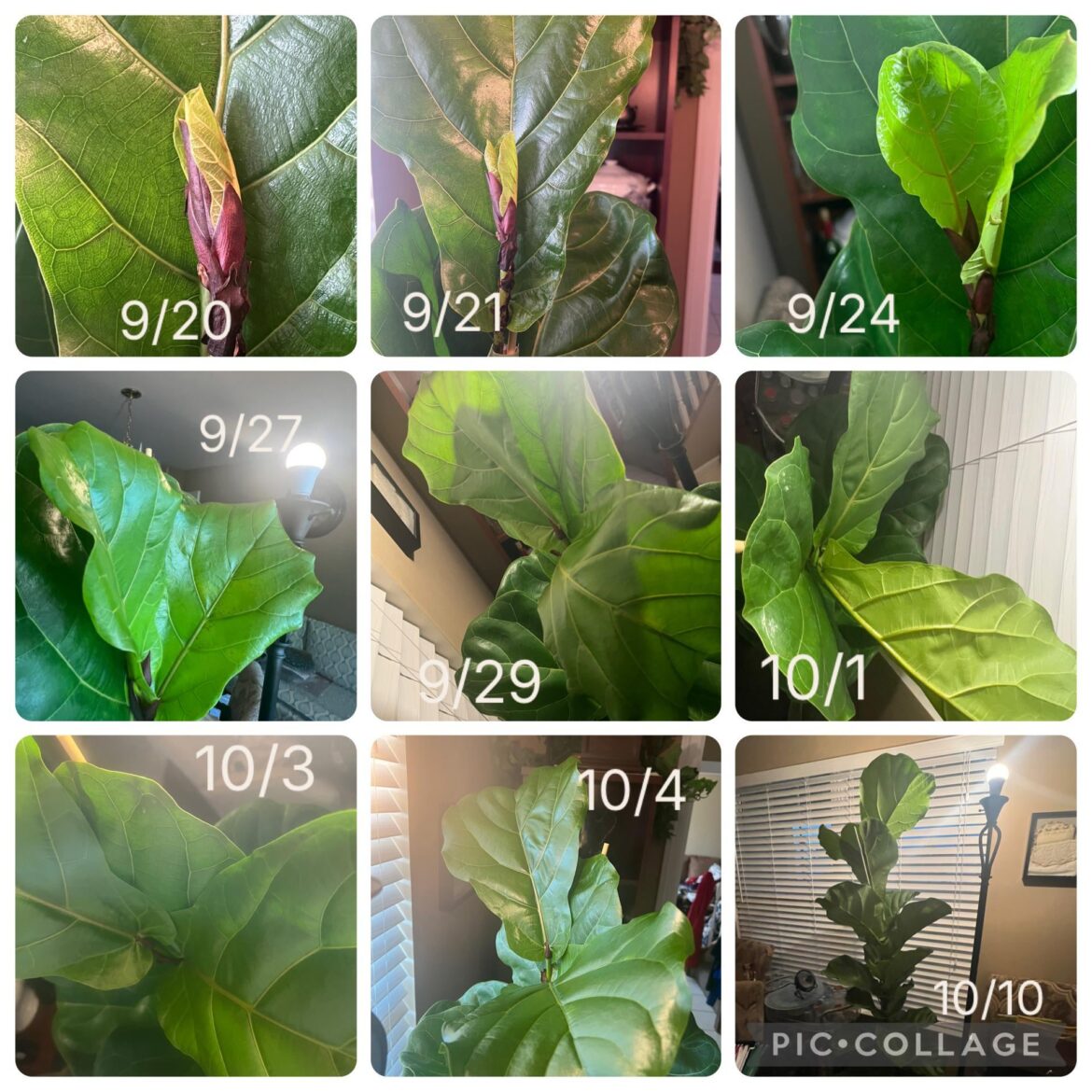 My Matilda’s Newest Leaves❤️