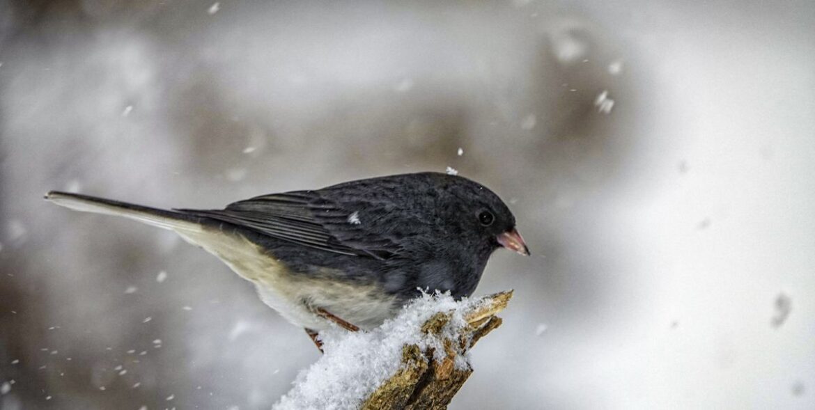 6 Birds You’ll Likely Spot This Winter—and How to Attract Them 6 Birds You’ll Likely Spot This Winter—and How to Attract Them