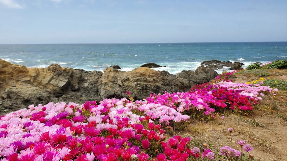 California’s Coastal Garden Paradise Sits On A Bluff With Breathtaking Ocean Views Yahoo lifestyle home