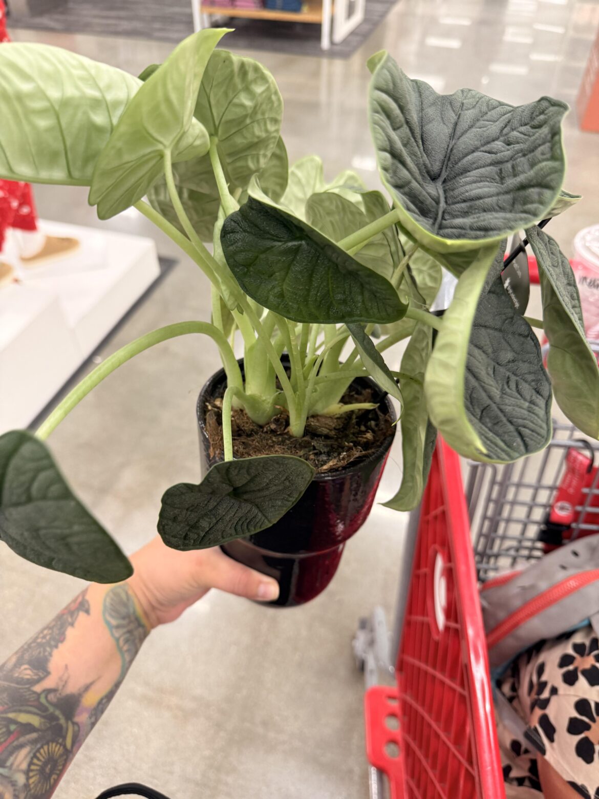 Is this worth 20$ I love it lol does she look good