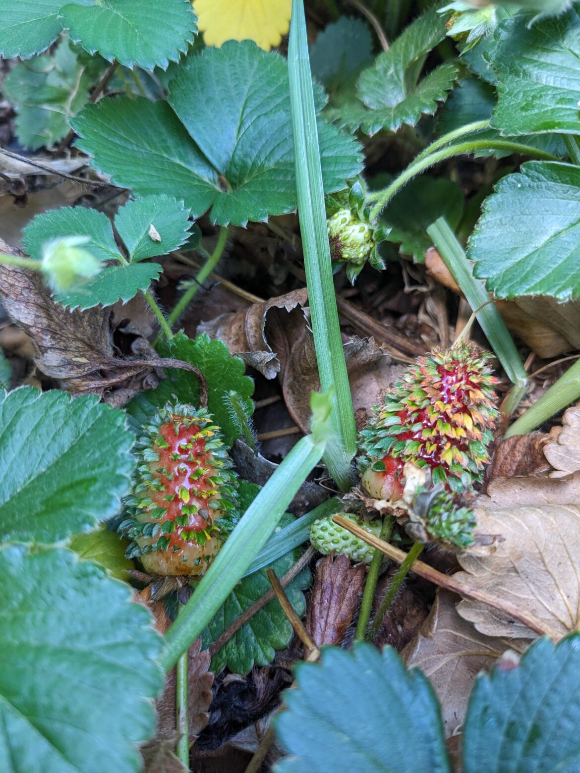 Why are my strawbs sprouting?