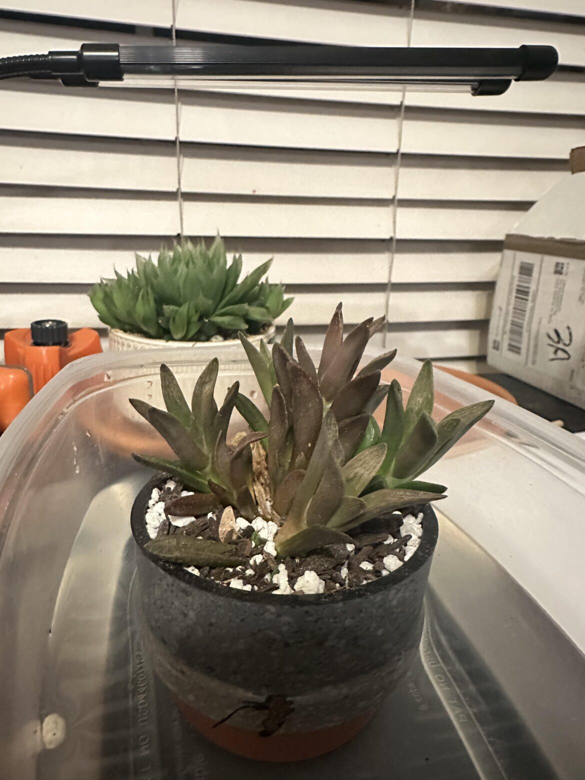 is there still hope for my haw