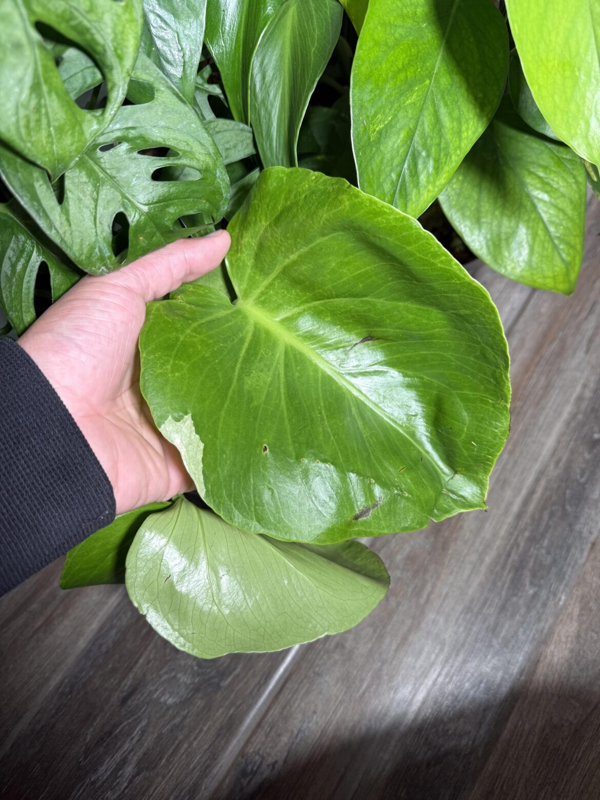 Sport variegated deliciosa cutting I got from family