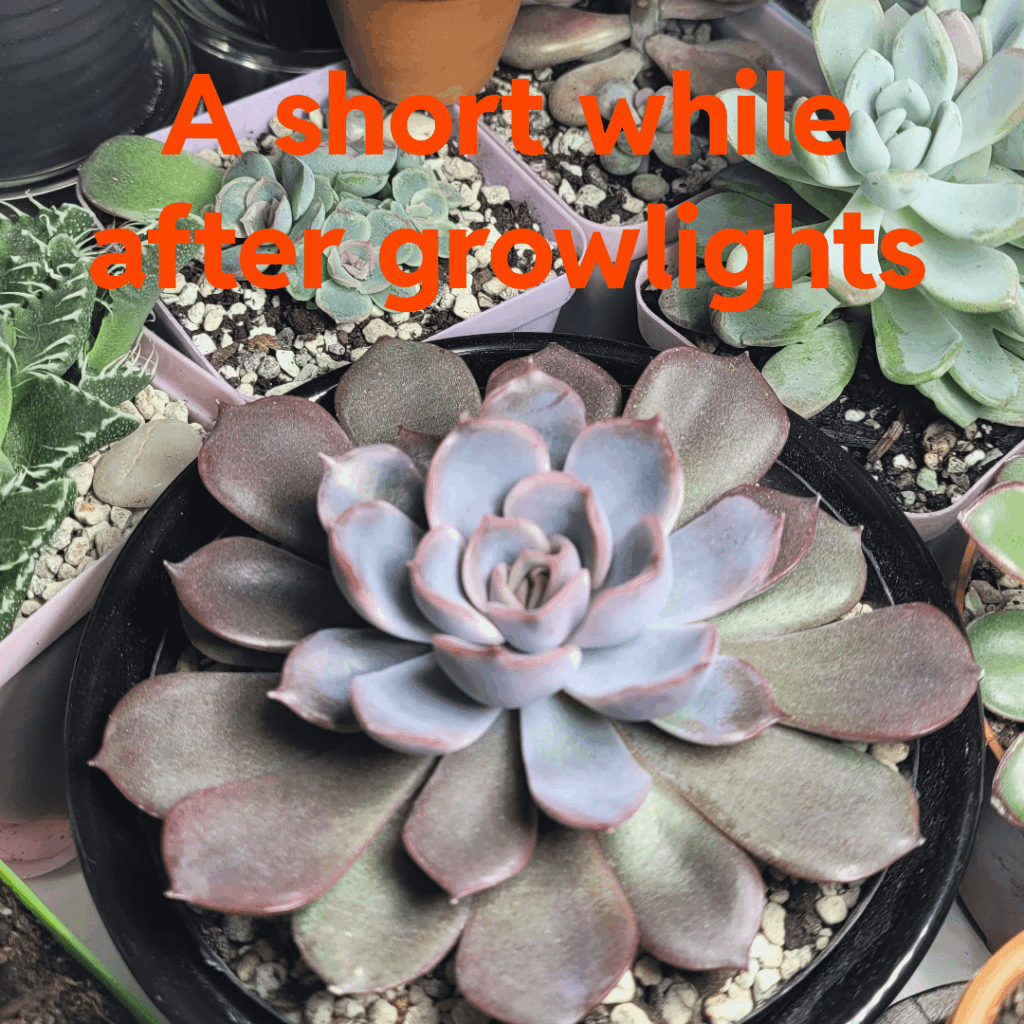 My first Echeveria was Orion...