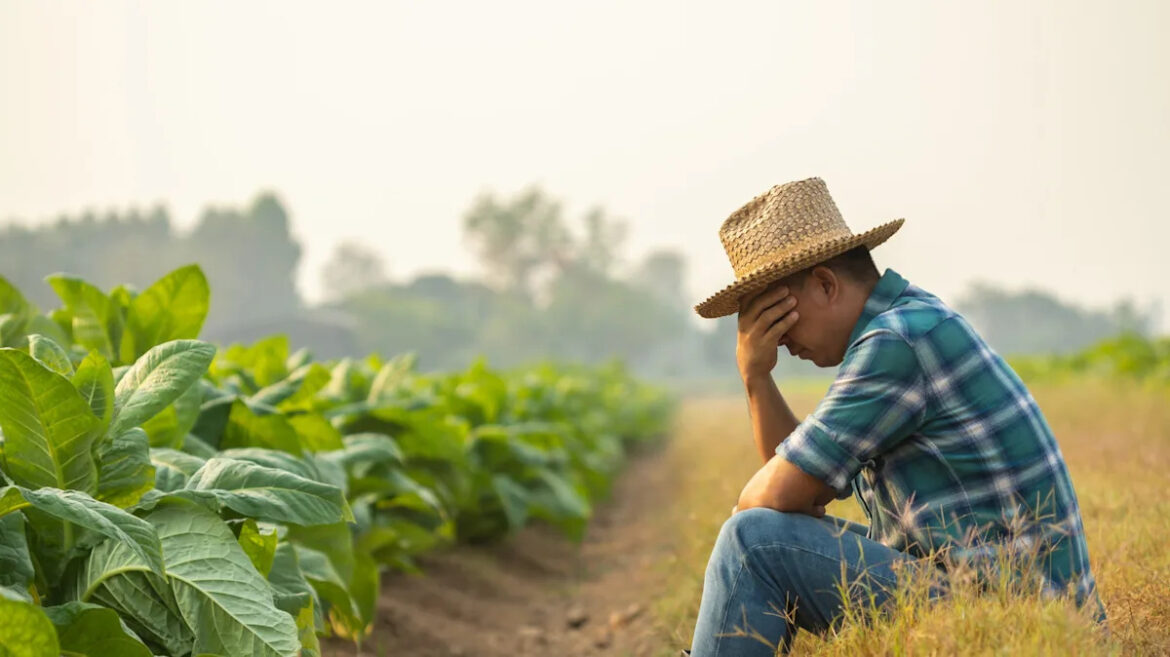 Should Gardeners Worry About The Dangerous Pest That Just Came To The US For The First Time? Yahoo news home