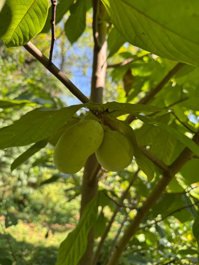 Been cultivating some native agricultural plants and the fall is bountiful ! Been cultivating some native agricultural plants and the fall is bountiful !