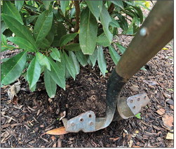 Transplanting shrubs: Timing and technique for a thriving garden Transplanting shrubs: Timing and technique for a thriving garden