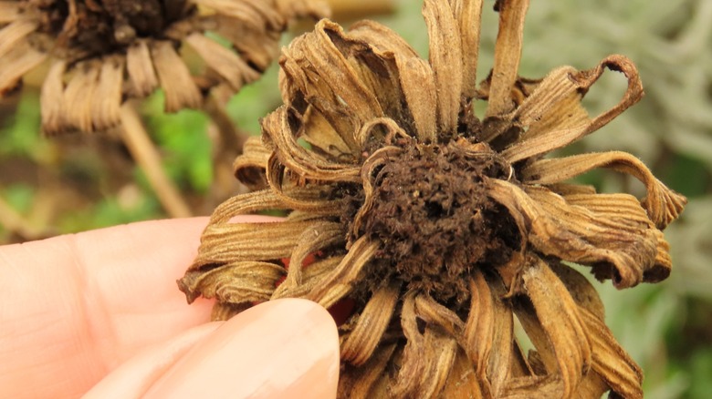 deadheading a seed head